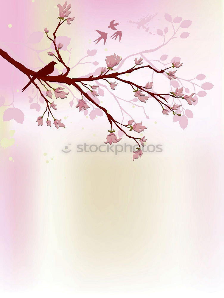 Similar – Sakura I Cherry blossom