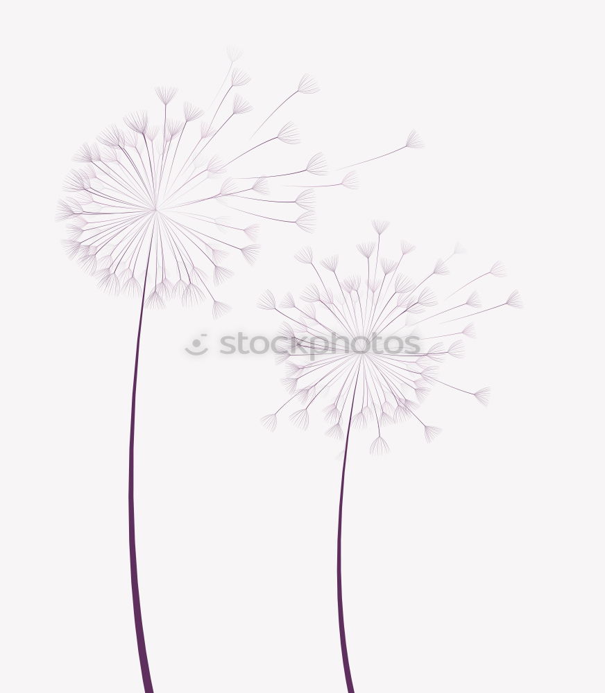 Similar – Image, Stock Photo Pustekuchen (-flower)