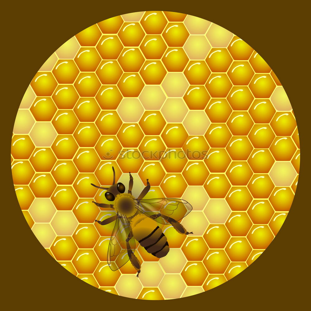 Similar – Bienen Bienenwaben Wabe