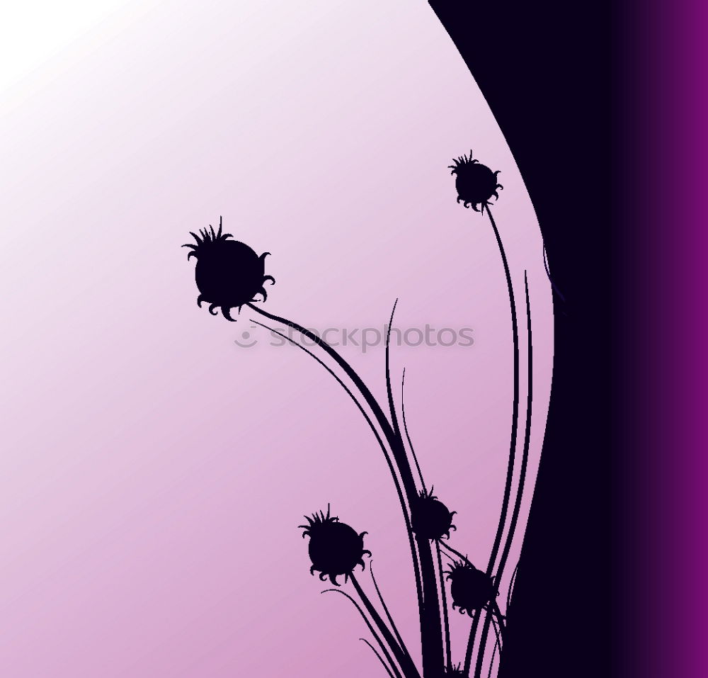 Lavender bouquet on pink-pink background