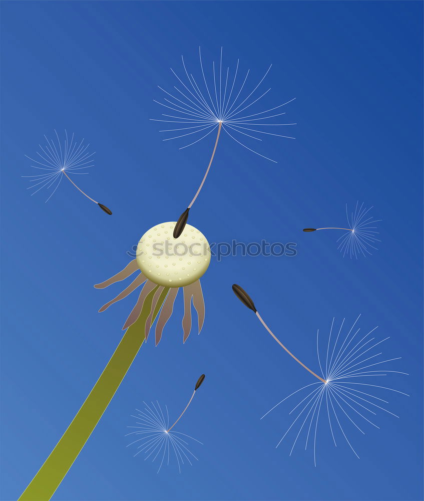 Similar – Pusteblume, an der schon viele Samen fehlen, vor blauem Himmel