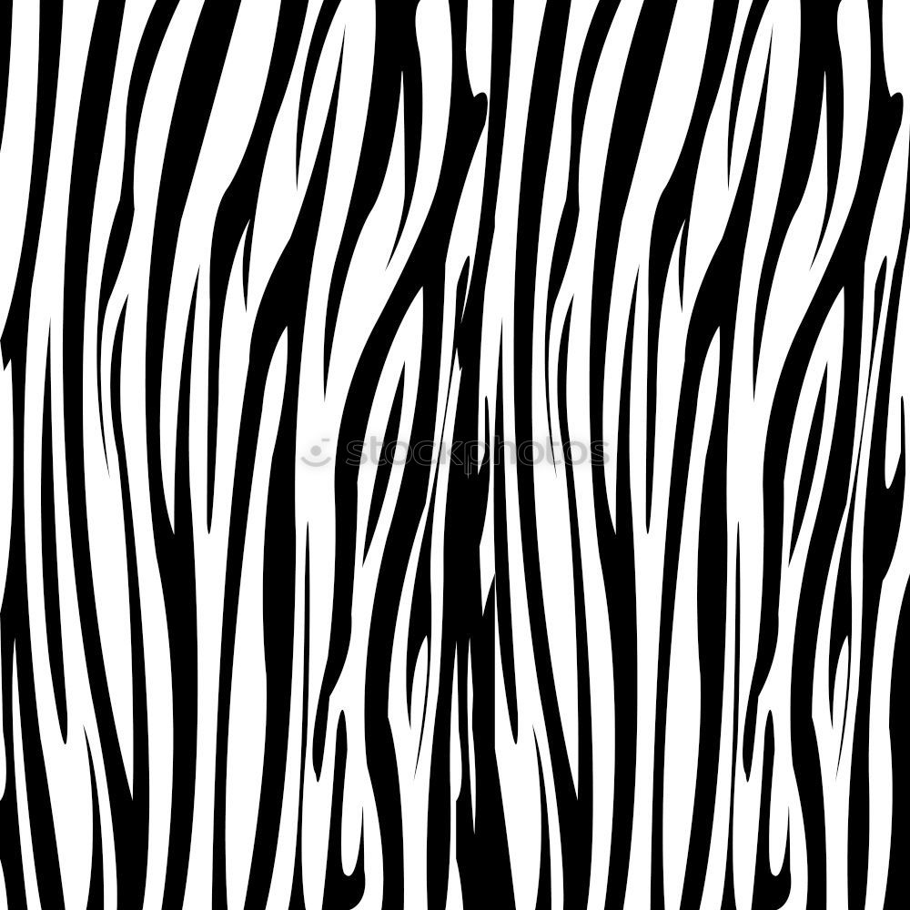 Similar – Black & White Animal