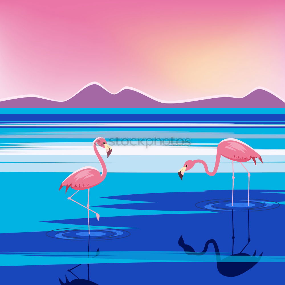 Similar – Foto Bild Flamingos in Anden