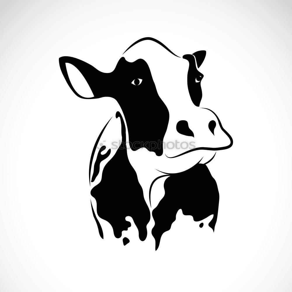 Similar – Producer. Cow Bull Udder