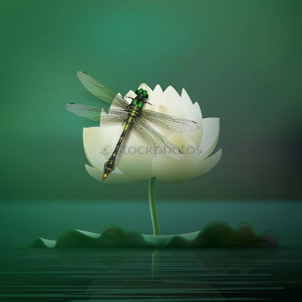 Image, Stock Photo Butterfly´s Bellini Pt.2