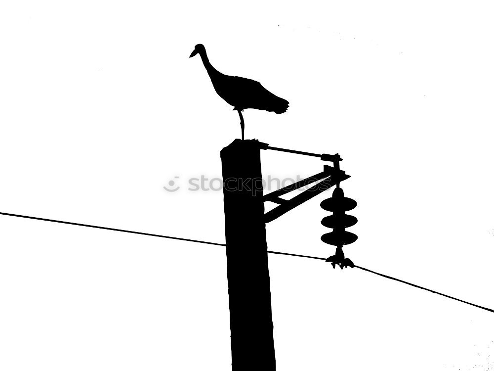 Similar – Vogel und Energie Krähe