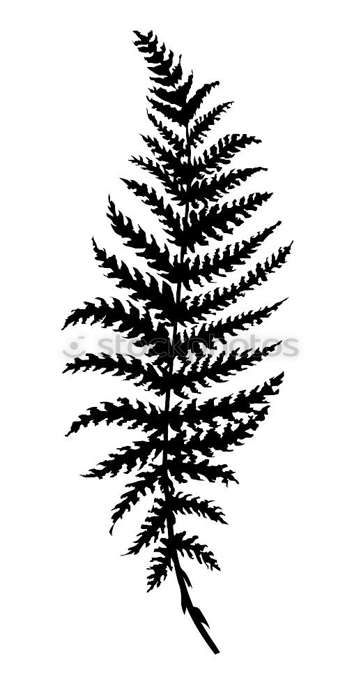 Old fern Plant Leaf