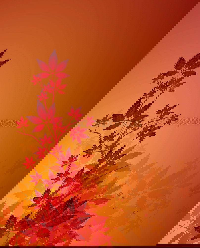 Similar – Image, Stock Photo Autumn leaves in back light