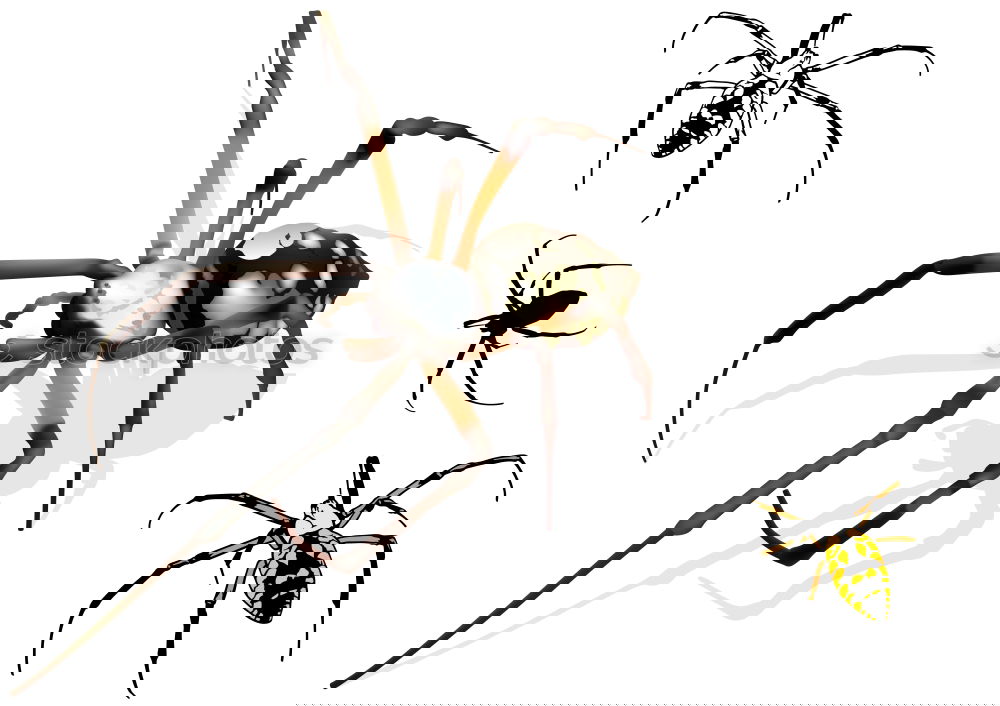 Similar – Foto Bild spinnchen Spinne