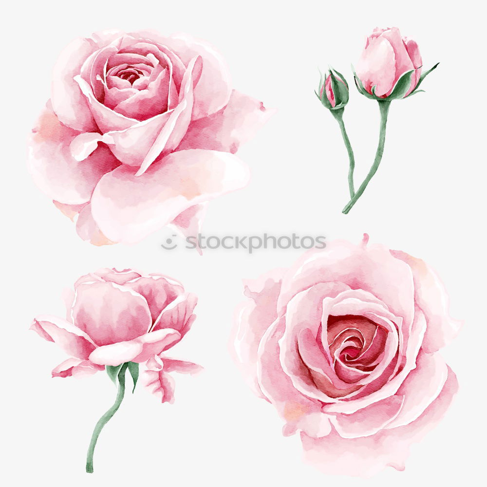 Similar – Tulip bundle with greeting card , pastel colour