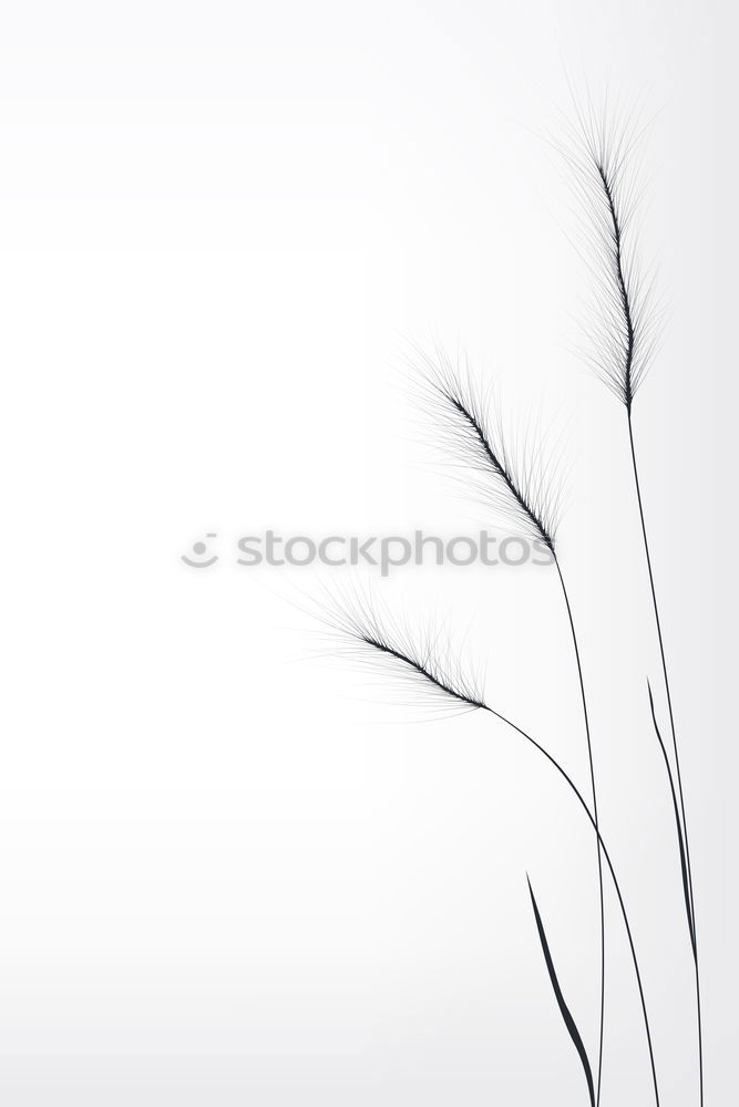 Similar – Image, Stock Photo Soft tips IV Pelt Movement