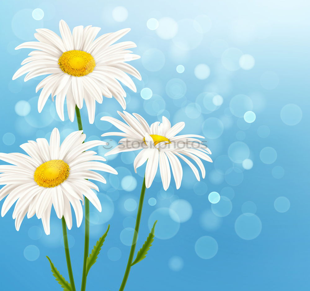 Similar – Image, Stock Photo Zipper Daisy Flower