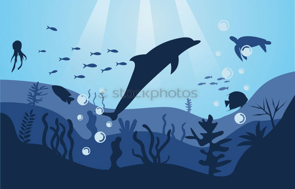 Similar – ” !! ” Whale shark Shark