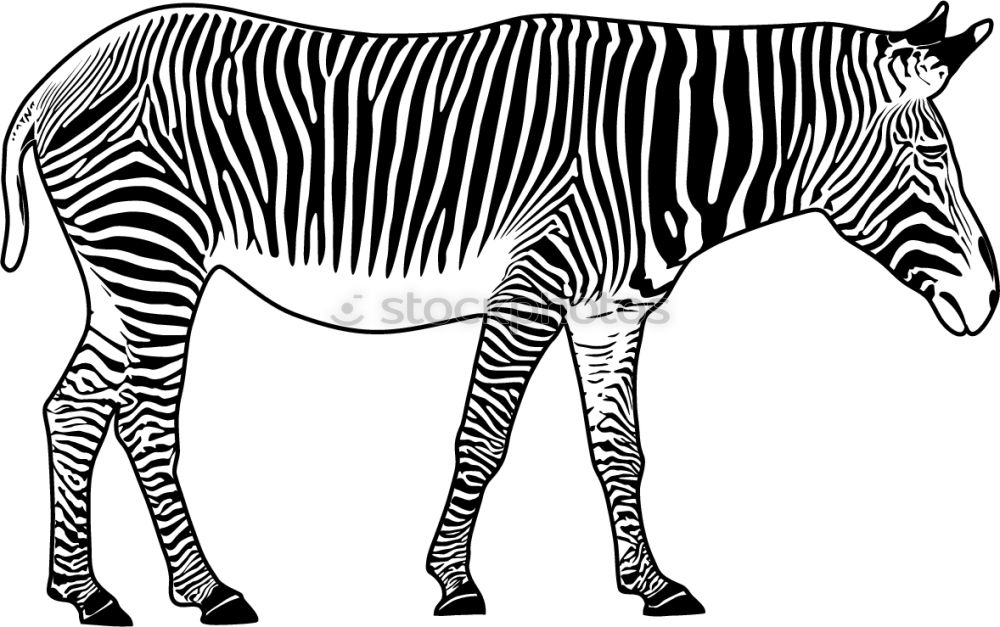 Similar – Mama, da steht ein Zebra im Garten…