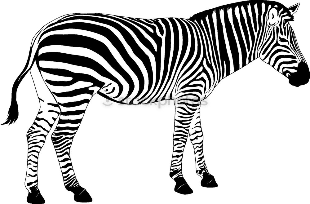 Similar – Mama, da steht ein Zebra im Garten…