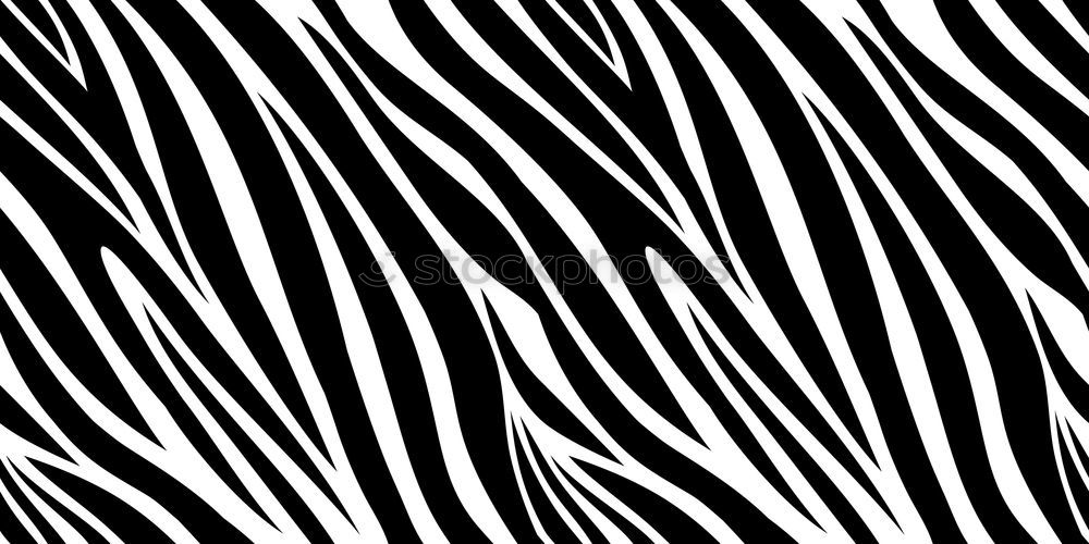 Similar – Black & White Animal