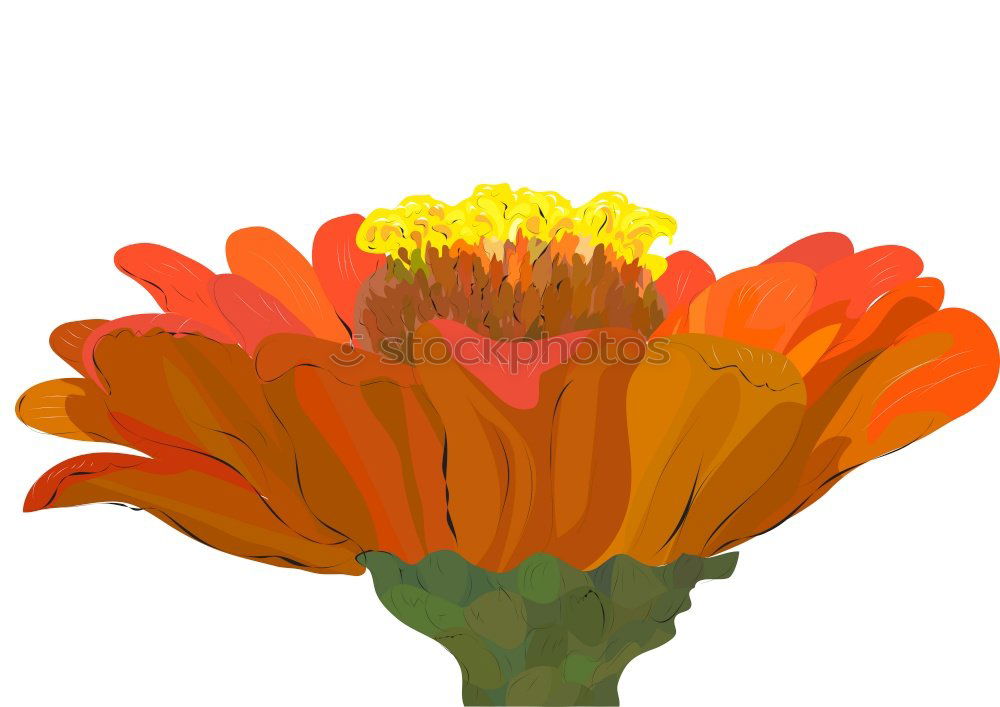 Similar – Foto Bild Clivia Blume Blüte rot